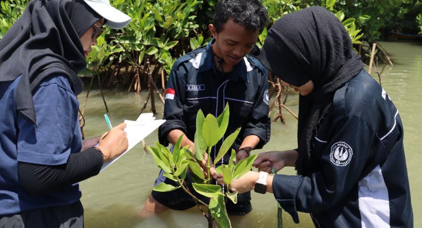 UNY Biology Education Students Conduct Mangrove Growth Monitoring and Identification at Pasir Mendit Beach